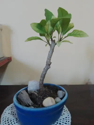 Bonsái de ombú