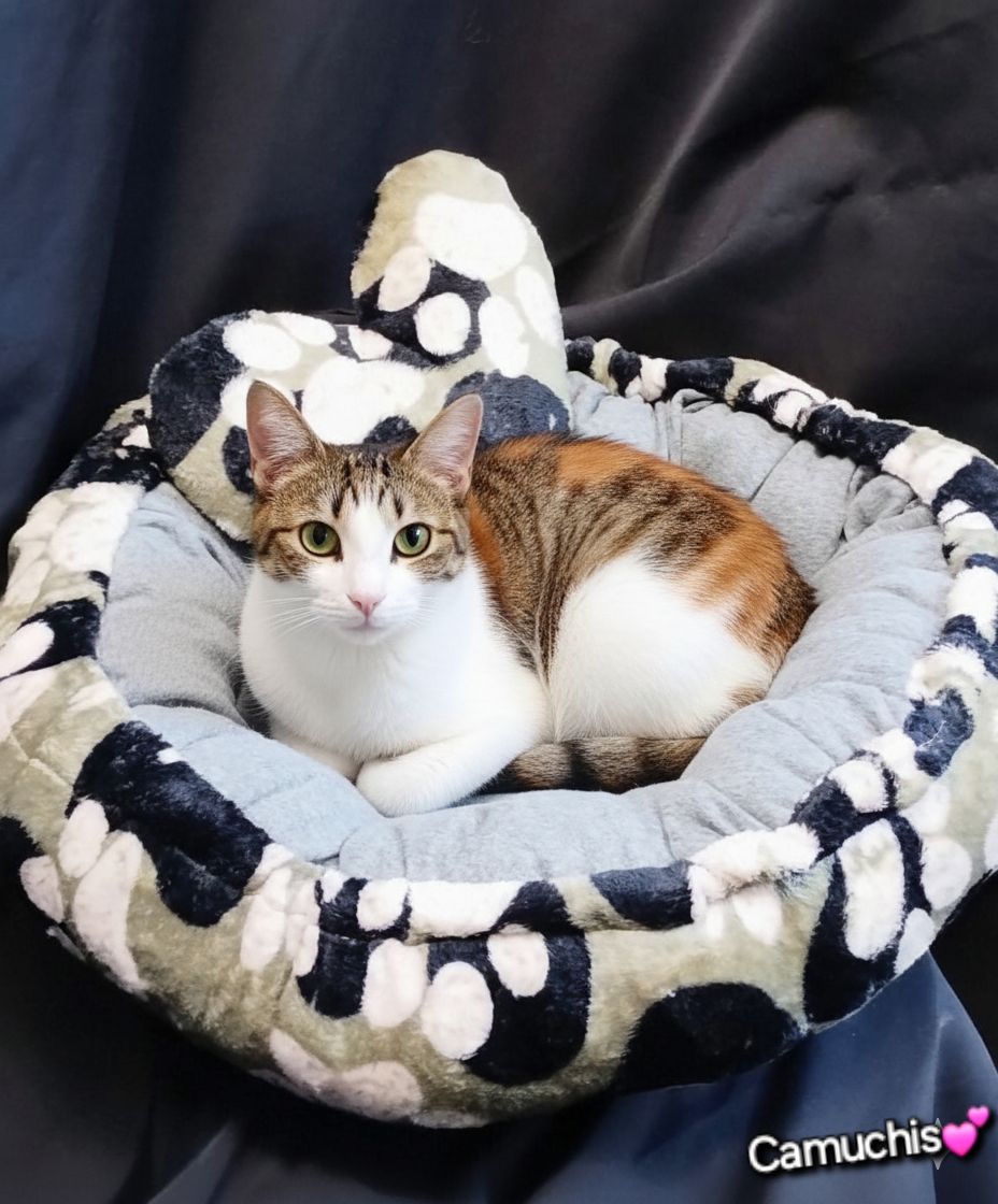 Camas Para Perros Y Gatos!! Varias Medidas!!