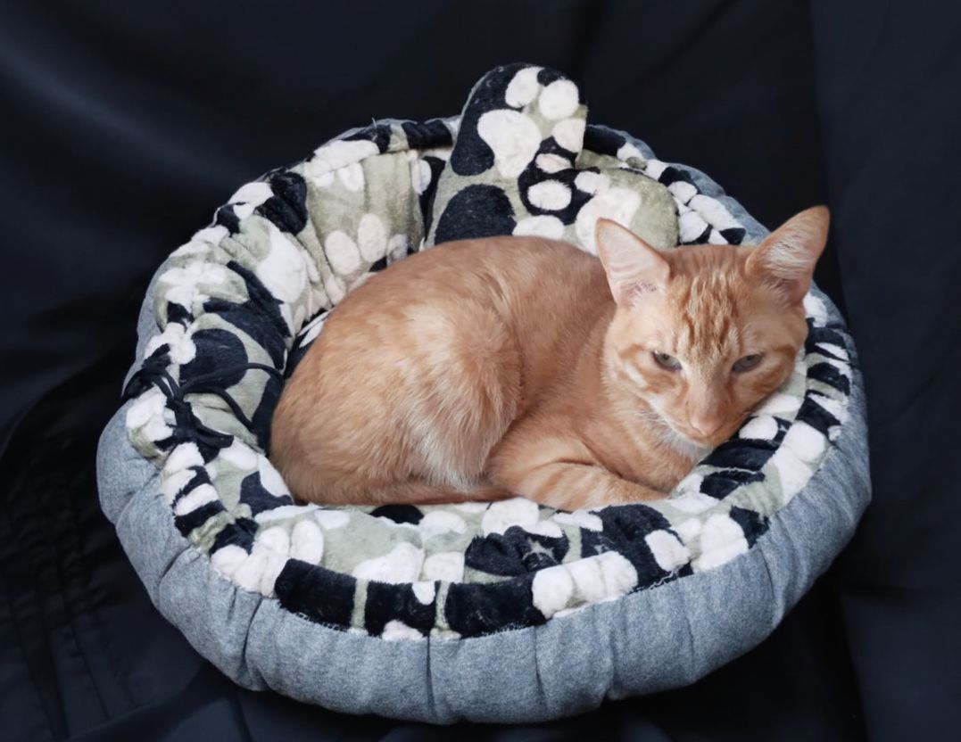 Camas Para Perros Y Gatos!! Varias Medidas!!