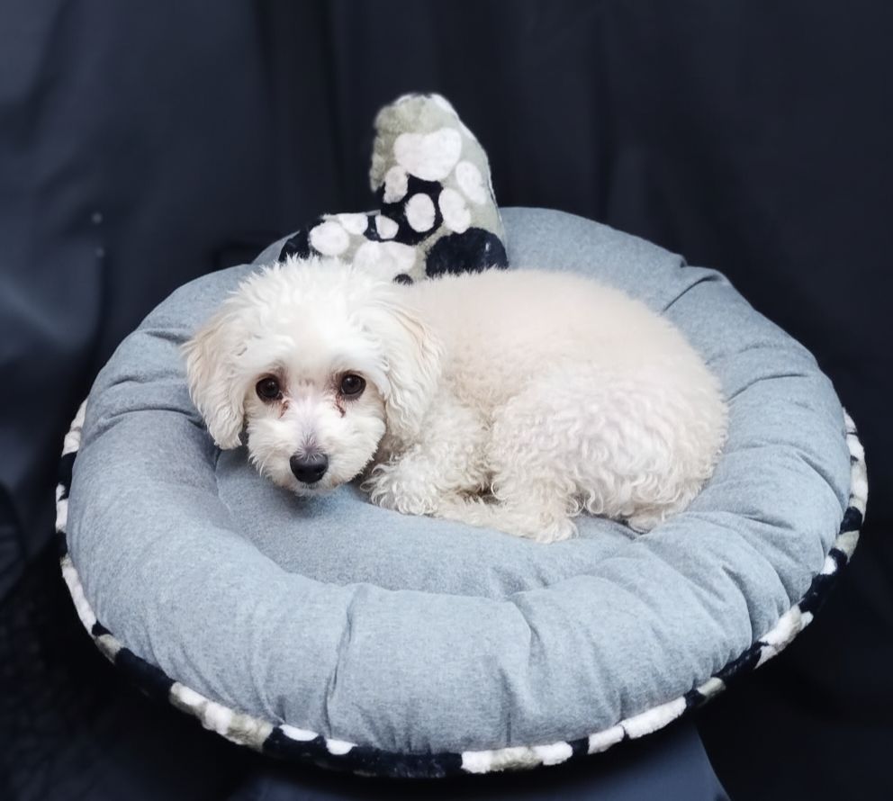 Camas Para Perros Y Gatos!! Varias Medidas!!