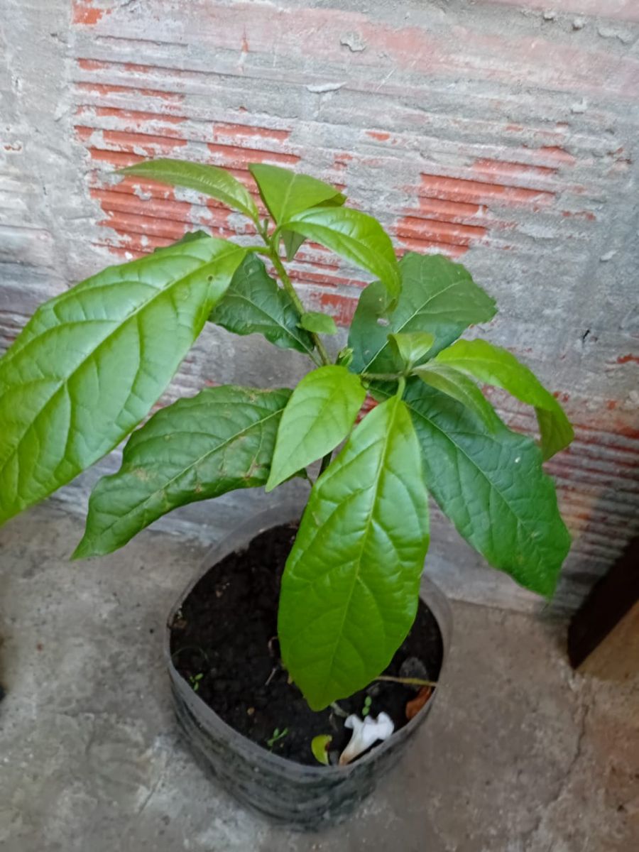 Planta de palta 