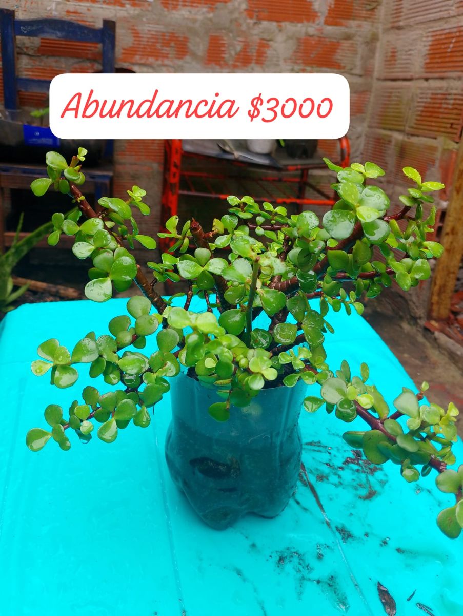 Planta de la abundancia 