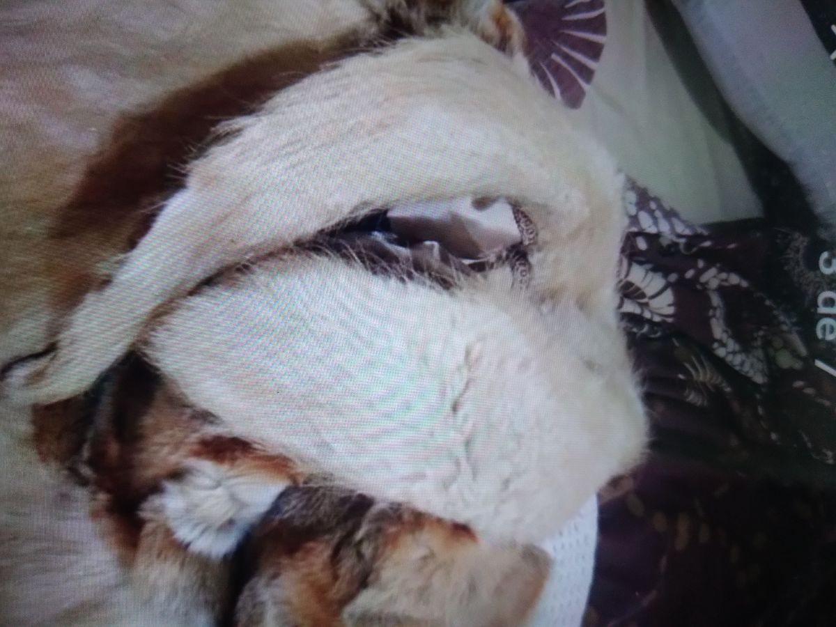 Tapado de piel natural y sintético impecable talle XL 