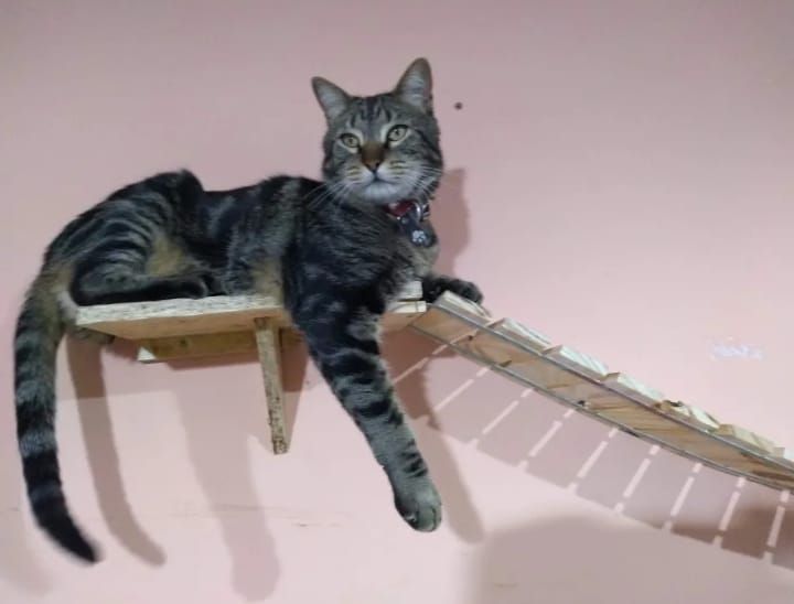 Puente colgante para gatos