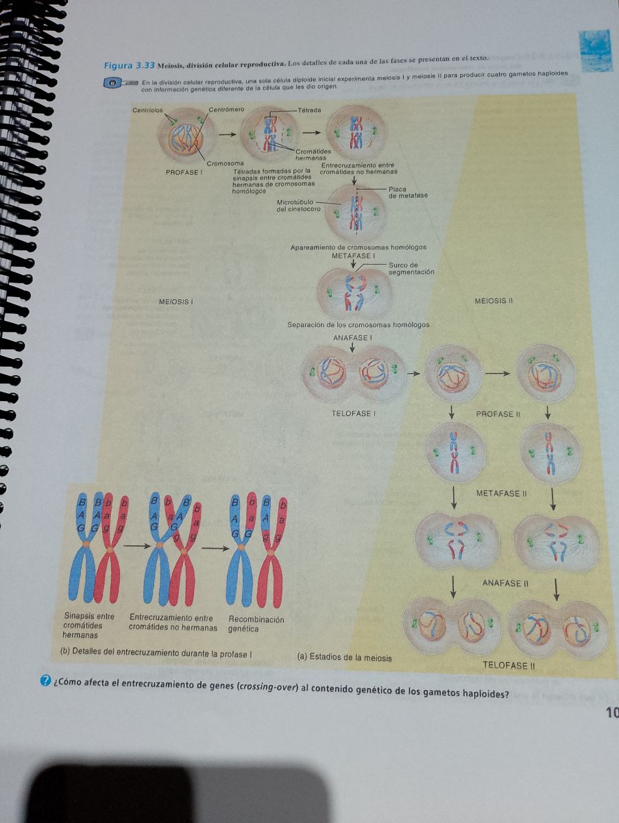 Principios de anatomía y Fisiología de 13 Tortora
