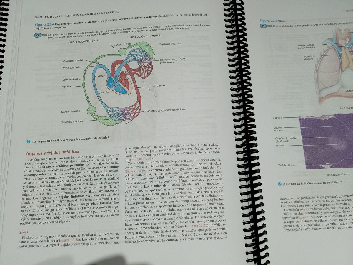 Principios de anatomía y Fisiología de 13 Tortora