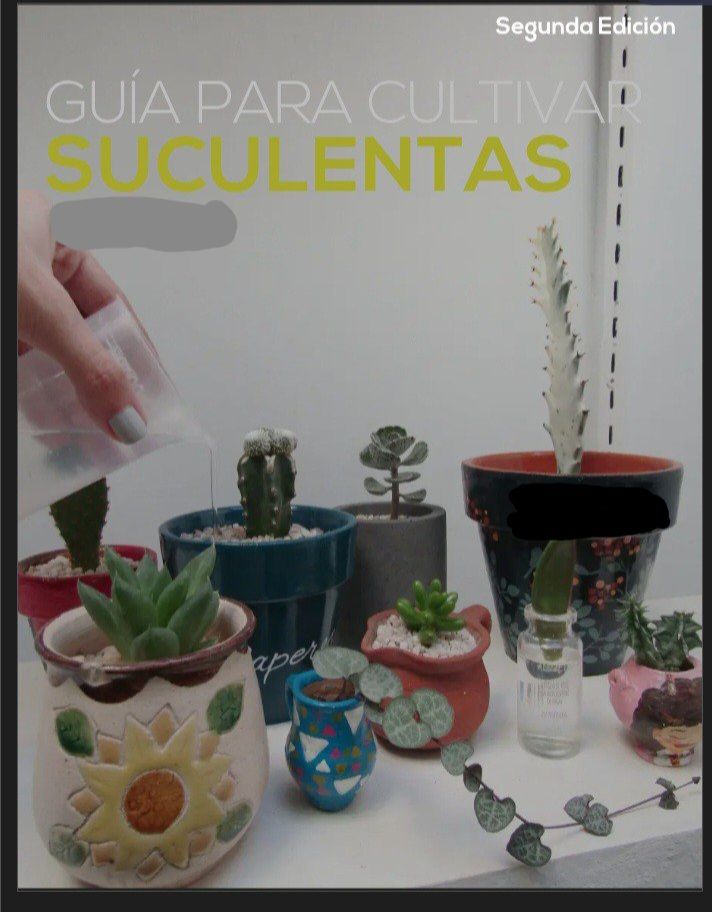 Guia para cultivar suculentas