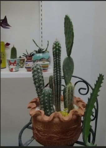 Guia para cultivar suculentas