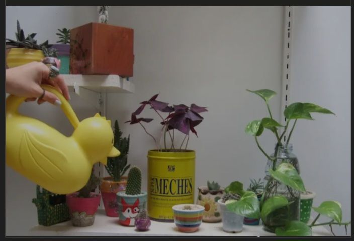 Guia para cultivar suculentas