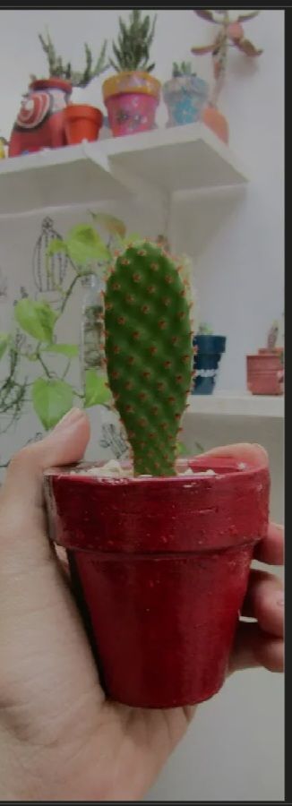 Guia para cultivar suculentas