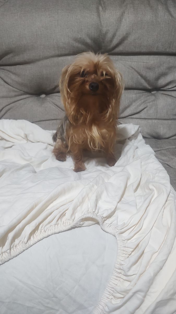 Perra yorkshire mini 2 años